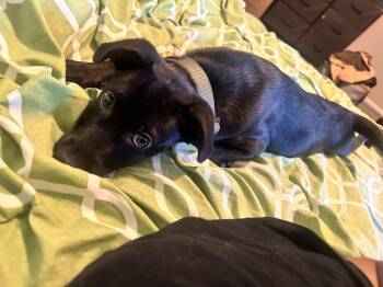 Gumbo -  Labrador Retriever Dog for Adoption in Fruit Heights, Utah - Gumbo | PetCurious