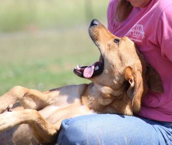 Ember -  Retriever Dog for Adoption in Temple, Texas - Ember | PetCurious