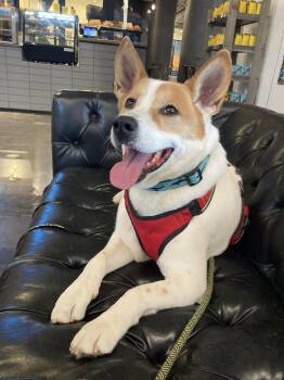 Mixed Breed Dogs Available for Adoption - Marvel | PetCurious