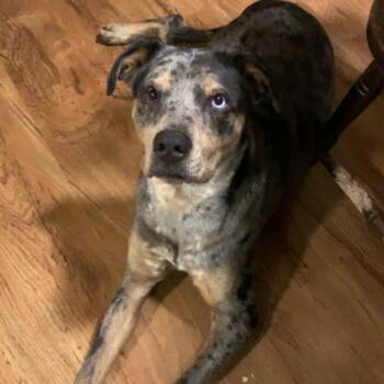 Hemi -  Catahoula Leopard Dog Dog for Adoption in Greensboro, North Carolina - Hemi | PetCurious