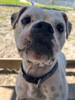 Rescue American Bully Dogs for Adoption in New Port Richey, Florida - Gaya | PetCurious