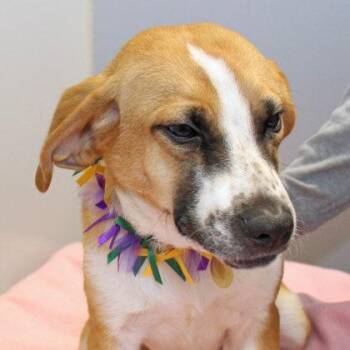 Johnny -  Mixed Breed Dog for Adoption in Lansing, Michigan - Johnny | PetCurious