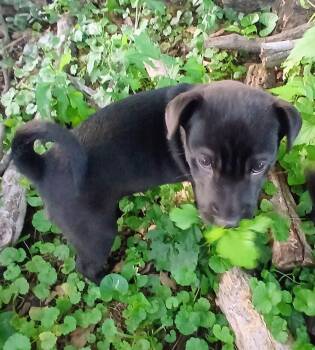 Alexey -  Dachshund Dog for Adoption - Alexey | PetCurious