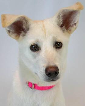 Husky and Shepherd Dogs Available for Adoption in Kennesaw, Georgia - Jelly Bean | PetCurious
