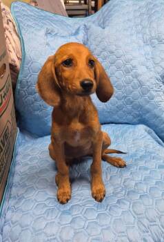 Little Ann -  Mixed Breed Dog for Adoption in Lexington, Kentucky - Little Ann | PetCurious