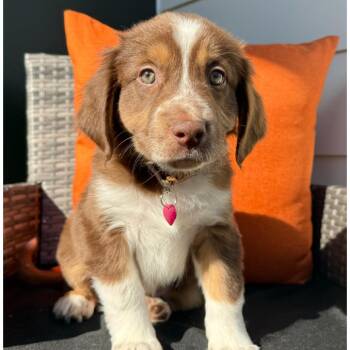 Lenny -  Australian Shepherd and Mixed Breed Dog for Adoption in Portland, Oregon - Lenny | PetCurious