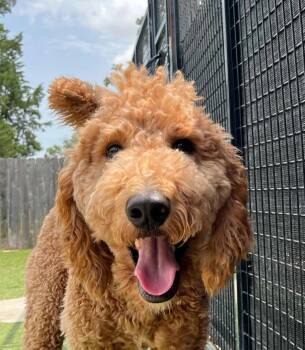 Gooseberry -  Goldendoodle Dog for Adoption in Garland, Texas - Gooseberry | PetCurious