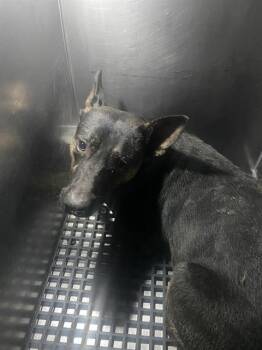 DASHER -  Mixed Breed Dog for Adoption in Dallas, Texas - DASHER | PetCurious
