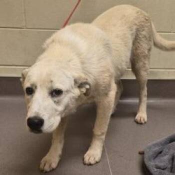 Anatolian Shepherd and Mixed Breed Dogs Available for Adoption in Norman, Oklahoma - Marshmallow | PetCurious
