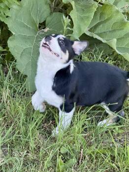 Daphne -  Corgi Dog Available for Adoption in Iron Ridge, Wisconsin - Daphne | PetCurious