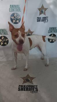 BLONDIE -  Australian Cattle Dog Blue Heeler and Mixed Breed Dog for Adoption in Winter Haven, Florida - BLONDIE | PetCurious
