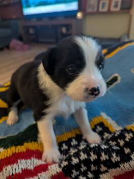 Luigi -  Jack Russell Terrier and Chihuahua Dog for Adoption in Manhattan, Kansas - Luigi | PetCurious