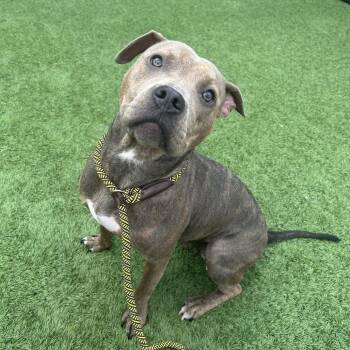 Cocoa -  Mixed Breed Dog for Adoption in Matteson, Illinois - Cocoa | PetCurious