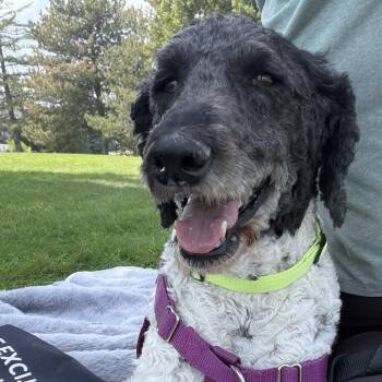 Cooper -  Poodle and Mixed Breed Dog for Adoption in Murray, Utah - Cooper | PetCurious