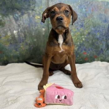 Bryant -  Doberman Pinscher and Mixed Breed Dog for Adoption in Brownsboro, Alabama - Bryant | PetCurious