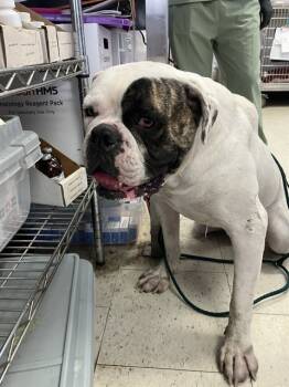 Rescue American Bulldog Dogs for Adoption in Stockton, California - WILLY | PetCurious
