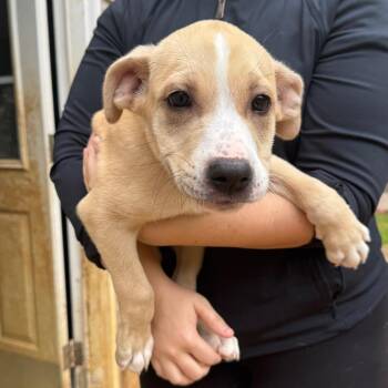 Mixed Breed Dogs Available for Adoption in Fredericksburg, Virginia - Shabana | PetCurious