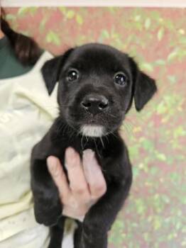 Nori -  Labrador Retriever and Mixed Breed Dog for Adoption in San Antonio, Texas - Nori | PetCurious