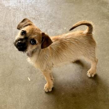 Buzz -  Chihuahua and Pomeranian Dog for Adoption in Modesto, California - Buzz | PetCurious
