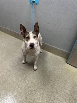 Pit Bull Terrier and Bull Terrier Dogs Available for Adoption in Las Vegas, Nevada - MARV | PetCurious