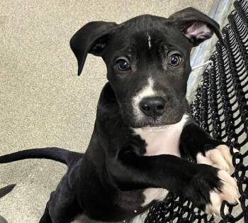 Mixed Breed Dogs Available for Adoption - Ocean 2 Months Female AVA 4/15 | PetCurious