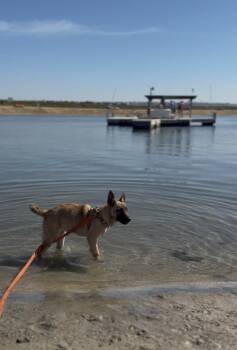 Cashew -  Belgian Shepherd Malinois and Dutch Shepherd Dog for Adoption in San Diego, California - Cashew | PetCurious