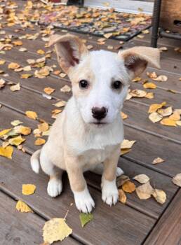 Aurora -  Australian Shepherd Dog for Adoption in Anchorage, Alaska - Aurora | PetCurious