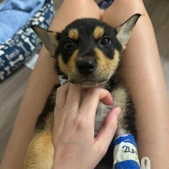 Chang -  Beauceron and Mixed Breed Dog for Adoption in Austin, Texas - Chang | PetCurious