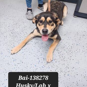 Bai -  Husky and Labrador Retriever Dog for Adoption in New Tazewell, Tennessee - Bai | PetCurious
