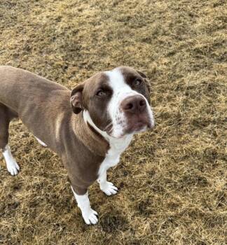 Rudy -  Pit Bull Terrier and Pointer Dog Available for Adoption in Baudette, Minnesota - Rudy | PetCurious