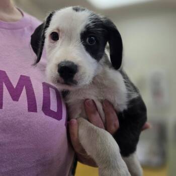 Kali "Thelma" 060318U -  Labrador Retriever and Mixed Breed Dog for Adoption in Tupelo, Mississippi - Kali "Thelma" 060318U | PetCurious
