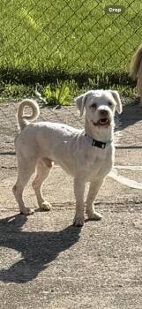 Havanese Dogs Available for Adoption in Plymouth, Michigan - Mr.Bogangles 3 | PetCurious