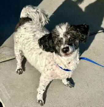 Poodle Dogs Available for Adoption - Doogie | PetCurious