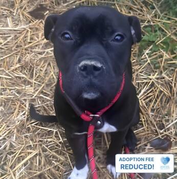 Pina Colada -  Pit Bull Terrier Dog for Adoption in Naperville, Illinois - Pina Colada | PetCurious