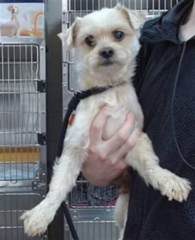 Shih Tzu and Mixed Breed Dogs Available for Adoption in Salinas, California - TITO | PetCurious