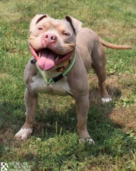 DRAKO -  Pit Bull Terrier Dog for Adoption in Hagerstown, Maryland - DRAKO | PetCurious