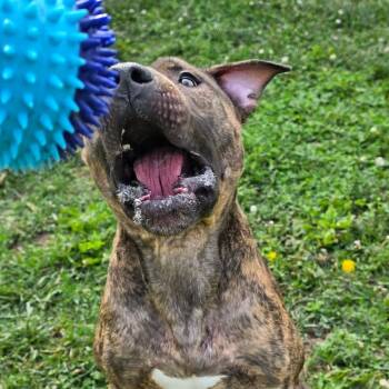 Groot -  Pit Bull Terrier Dog for Adoption in Marshalltown, Iowa - Groot | PetCurious
