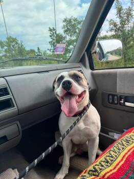 Newton -  Mixed Breed Dog for Adoption in Homewood, Illinois - Newton | PetCurious