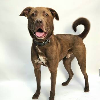 Rescue Labrador Retriever and Mixed Breed Dogs for Adoption in Franklin, North Carolina - Patton | PetCurious