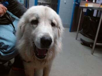 Rescue Great Pyrenees and Mixed Breed Dogs for Adoption in Albuquerque, New Mexico - SHAGGY | PetCurious