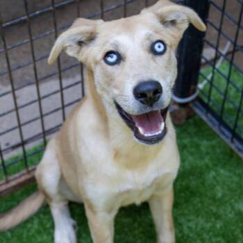 Rescue Shepherd Dogs for Adoption in Santa Monica, California - Shasta | PetCurious