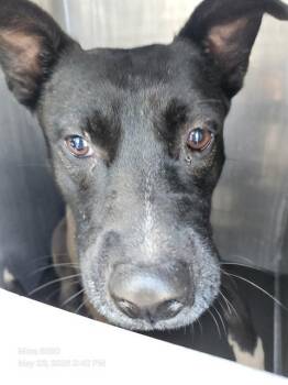 American Staffordshire Terrier Dogs Available for Adoption in San Antonio, Texas - SHAKIRA | PetCurious