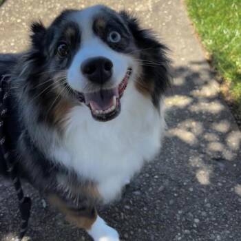 Rescue Australian Shepherd Dogs for Adoption in New York, New York - Benji *courtesy Post* | PetCurious