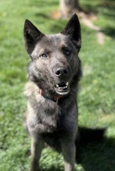 Fenrir -  Siberian Husky and German Shepherd Dog Dog for Adoption in Fruit Heights, Utah - Fenrir | PetCurious