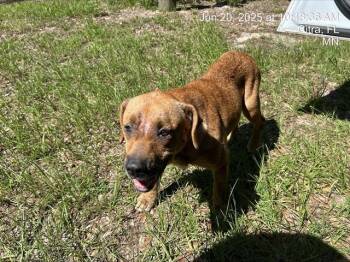 Rescue Black Mouth Cur Dogs for Adoption in Ocala, Florida - SUNDAE | PetCurious