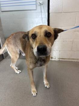 KENDRICK -  German Shepherd Dog Dog for Adoption in San Bernardino, California - KENDRICK | PetCurious