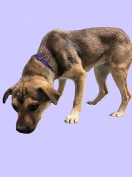 Rescue Beagle and Chihuahua Dogs for Adoption in Hollister, California - Baby Ruth | PetCurious