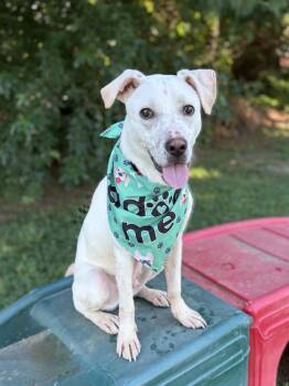 Benny -  Mixed Breed Dog for Adoption in Hazlet, New Jersey - Benny | PetCurious
