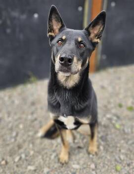 Rescue German Shepherd Dog and Australian Shepherd Dogs for Adoption in Frisco, Colorado - BUBBLES | PetCurious