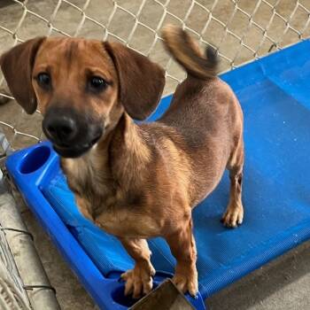 Rescue Mixed Breed Dogs for Adoption in San Francisco, California - Scrappy | PetCurious